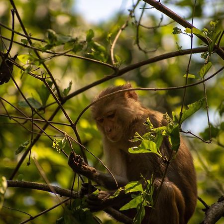 Hotel Tree Tops- A Serene Friendly Hotel In Sauraha Chitwan Bagian luar foto