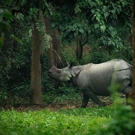 Hotel Tree Tops- A Serene Friendly Hotel In Sauraha Chitwan Bagian luar foto