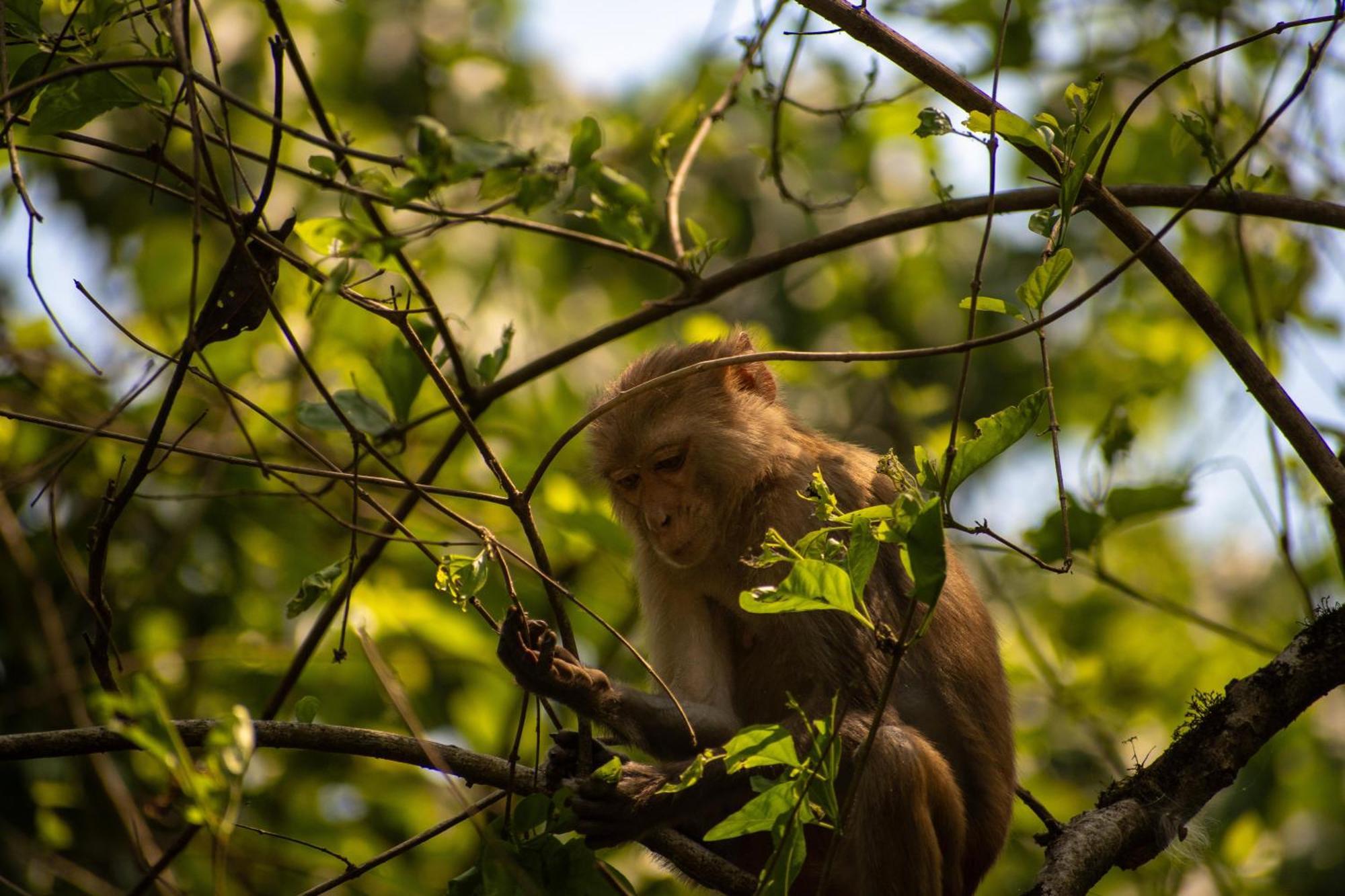 Hotel Tree Tops- A Serene Friendly Hotel In Sauraha Chitwan Bagian luar foto