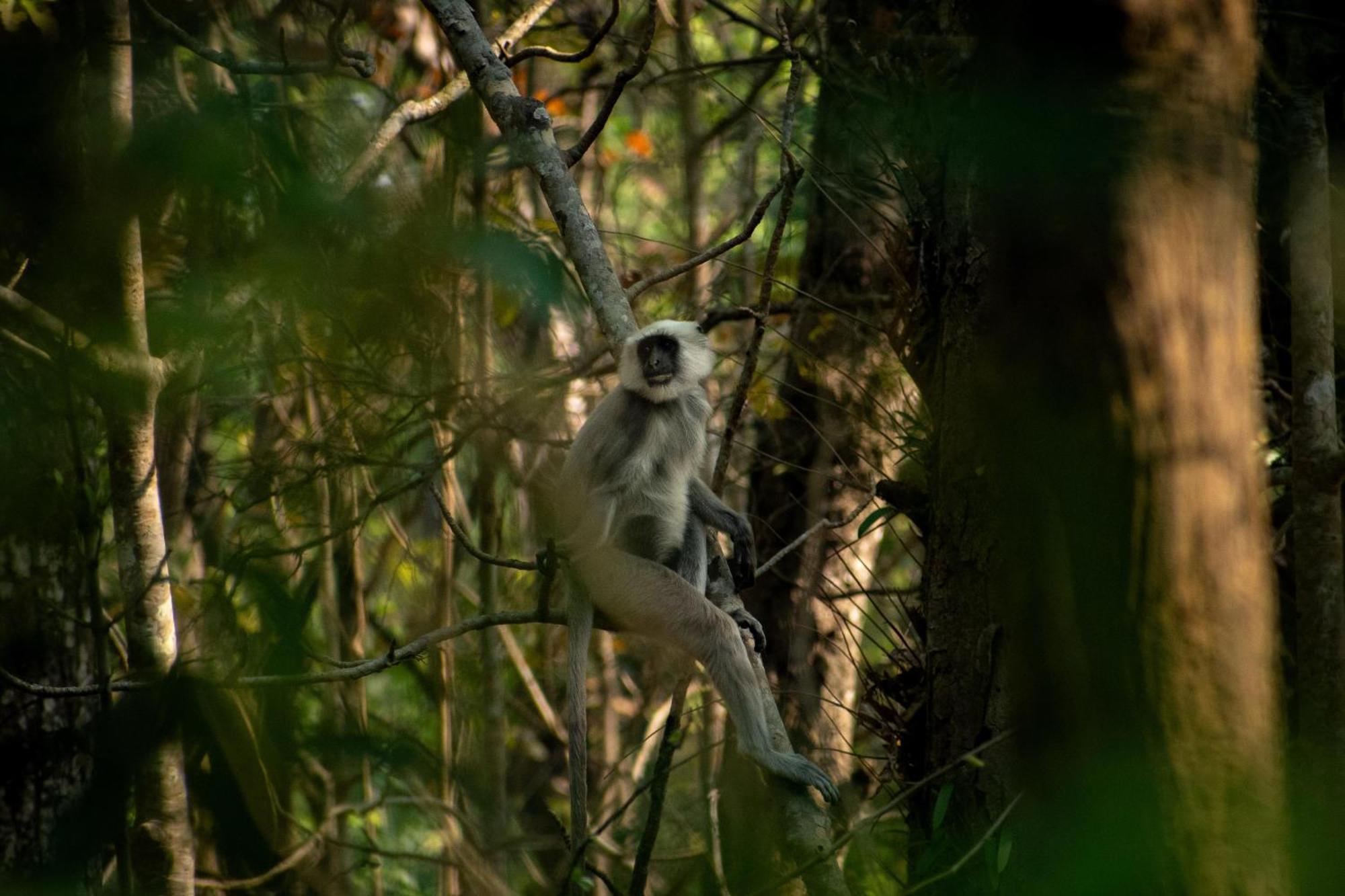 Hotel Tree Tops- A Serene Friendly Hotel In Sauraha Chitwan Bagian luar foto