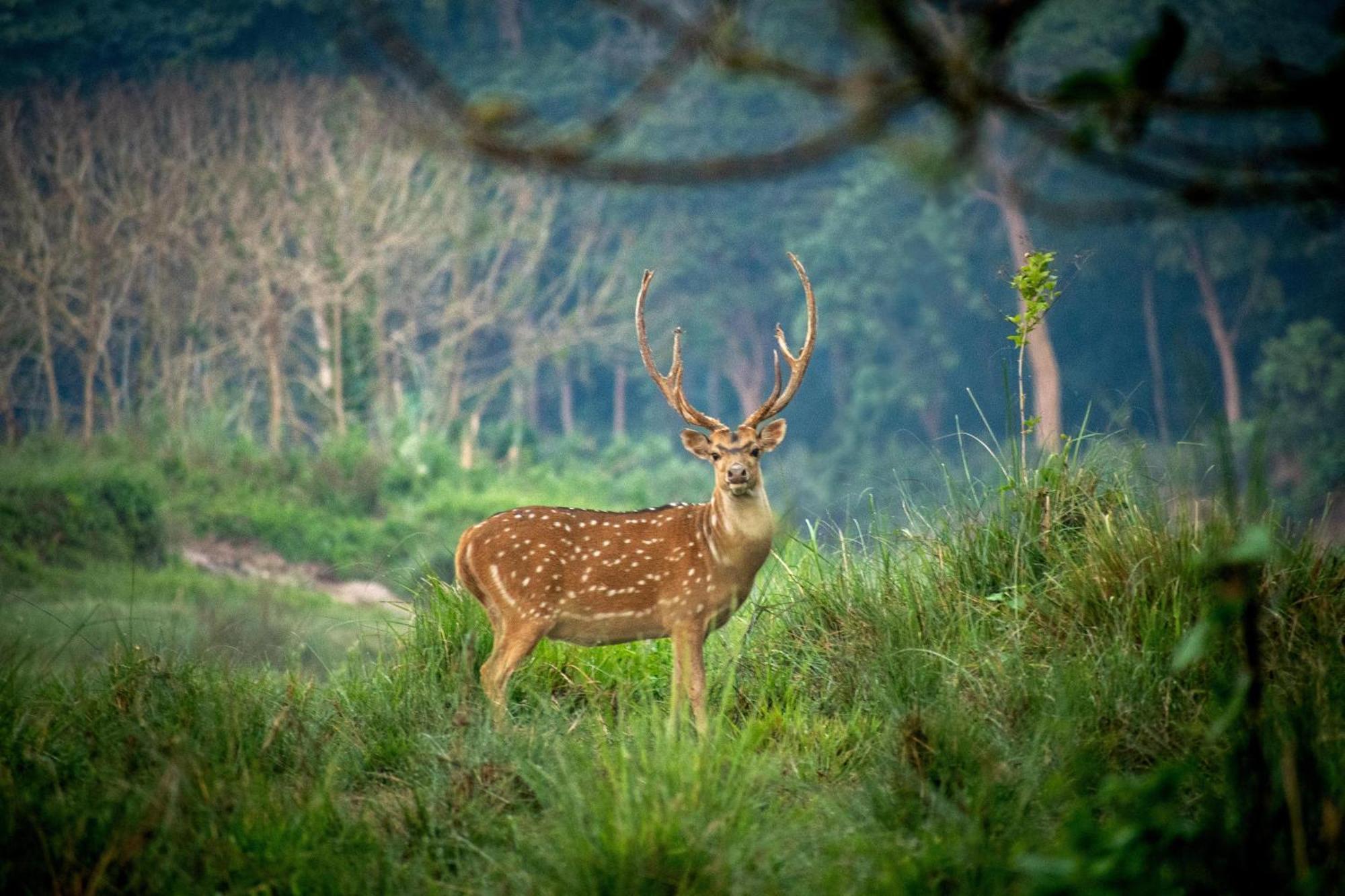 Hotel Tree Tops- A Serene Friendly Hotel In Sauraha Chitwan Bagian luar foto